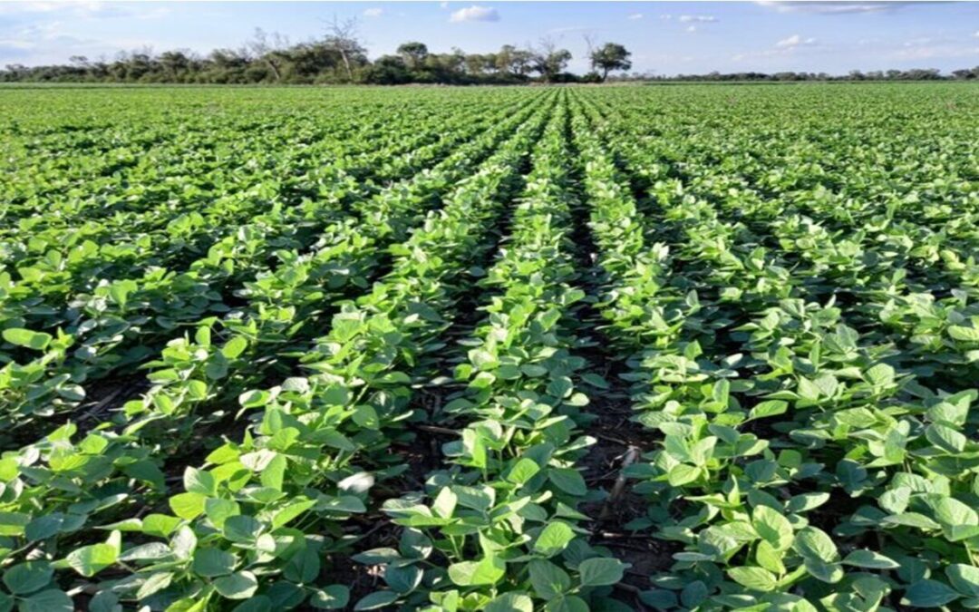 En mayo, la exportación de soja cayó un 75,5 por ciento interanual