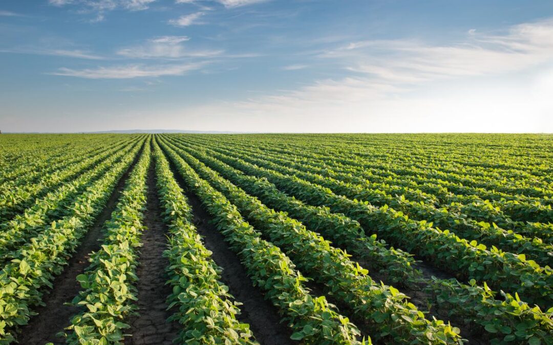 La Secretaría de Agricultura y la Mesa de Enlace se reúnen para avanzar en acuerdos
